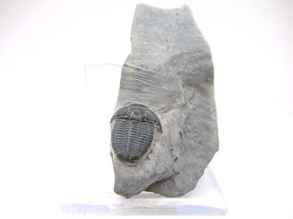 General Cambrian Age Elrathia Trilobite Fossils From Madagascar For Sale From Utah #112