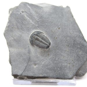 General Cambrian Age Elrathia Trilobite Fossils From Madagascar For Sale From Utah #114