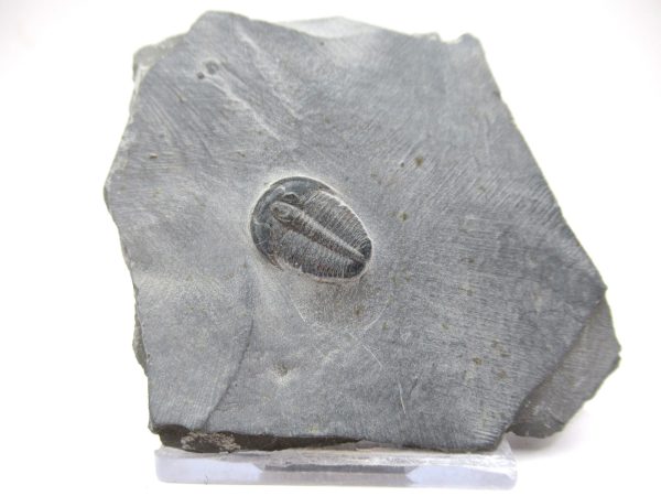 General Cambrian Age Elrathia Trilobite Fossils From Madagascar For Sale From Utah #114