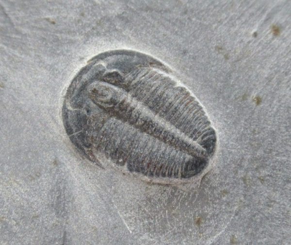 General Cambrian Age Elrathia Trilobite Fossils From Madagascar For Sale From Utah #114a