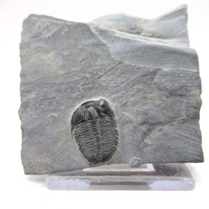 General Cambrian Age Elrathia Trilobite Fossils From Madagascar For Sale From Utah #116