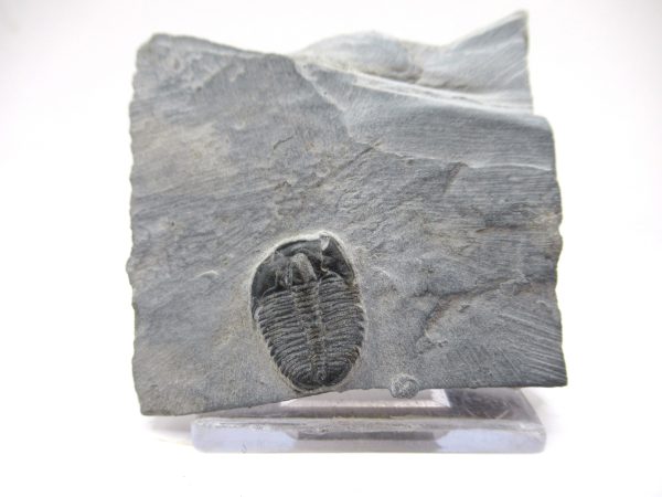 General Cambrian Age Elrathia Trilobite Fossils From Madagascar For Sale From Utah #116