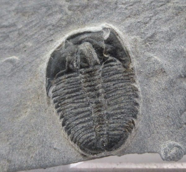 General Cambrian Age Elrathia Trilobite Fossils From Madagascar For Sale From Utah #116a