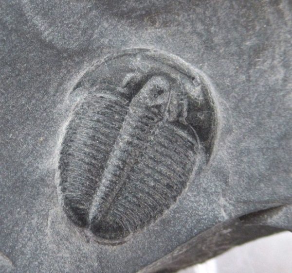 General Cambrian Age Elrathia Trilobite Fossils From Madagascar For Sale From Utah #117a