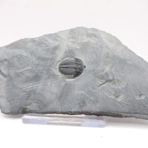 General Cambrian Age Elrathia Trilobite Fossils From Madagascar For Sale From Utah #118