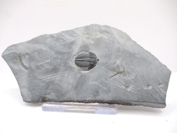 General Cambrian Age Elrathia Trilobite Fossils From Madagascar For Sale From Utah #118