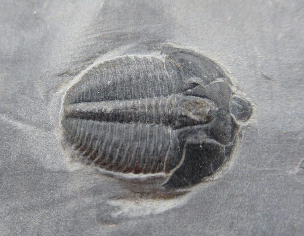 General Cambrian Age Elrathia Trilobite Fossils From Madagascar For Sale From Utah #118a