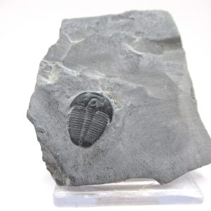 General Cambrian Age Elrathia Trilobite Fossils From Madagascar For Sale #72