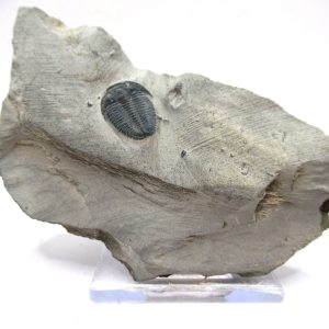 General Cambrian Age Elrathia Trilobite Fossils From Madagascar For Sale From Utah #84