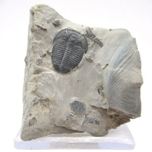 General Cambrian Age Elrathia Trilobite Fossils From Madagascar For Sale From Utah #86