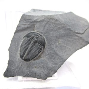 General Cambrian Age Elrathia Trilobite Fossils From Madagascar For Sale From Utah #87