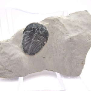 General Cambrian Age Elrathia Trilobite Fossils From Madagascar For Sale From Utah #88