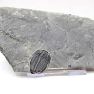 General Cambrian Age Elrathia Trilobite Fossils From Madagascar For Sale From Utah #89