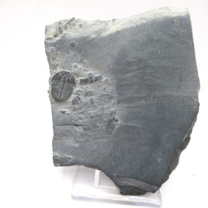 General Cambrian Age Elrathia Trilobite Fossils From Madagascar For Sale From Utah #91