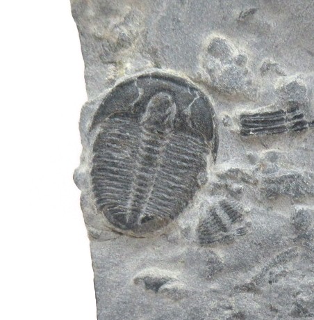 Utah Cambrian Elrathia Trilobite 91a | Fossils for Sale General Cambrian Age Elrathia Trilobite Fossils From Madagascar For Sale From Utah #91a