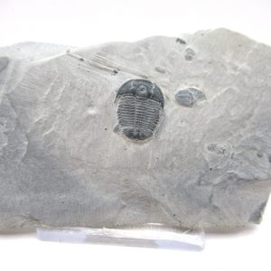 General Cambrian Age Elrathia Trilobite Fossils From Madagascar For Sale From Utah #96