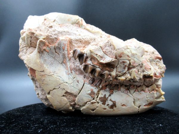 Genuine Oligocene Age Oreodont Skull Fossil for Sale from Wyoming #23b