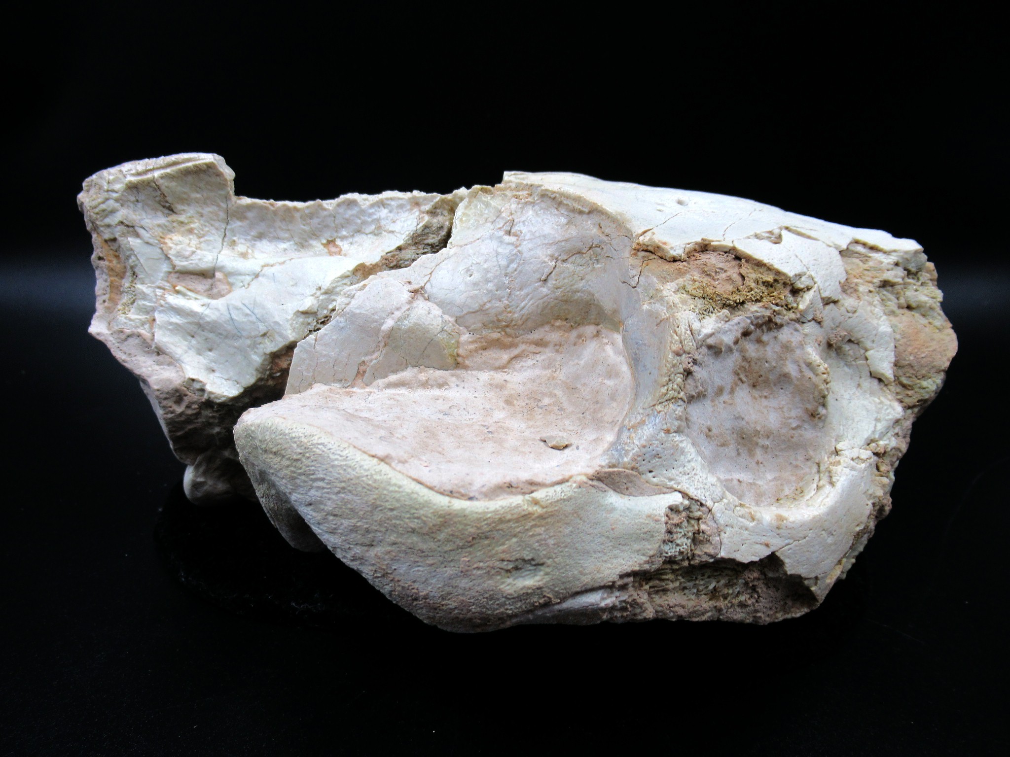 Wyoming Oligocene Oreodont Skull 27 | Fossils for Sale Genuine Oligocene Age Oreodont Skull Fossil for Sale from Wyoming #27