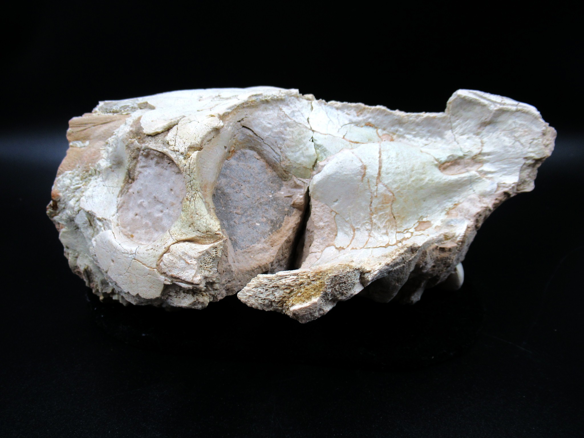 Wyoming Oligocene Oreodont Skull 27b | Fossils for Sale Genuine Oligocene Age Oreodont Skull Fossil for Sale from Wyoming #27b