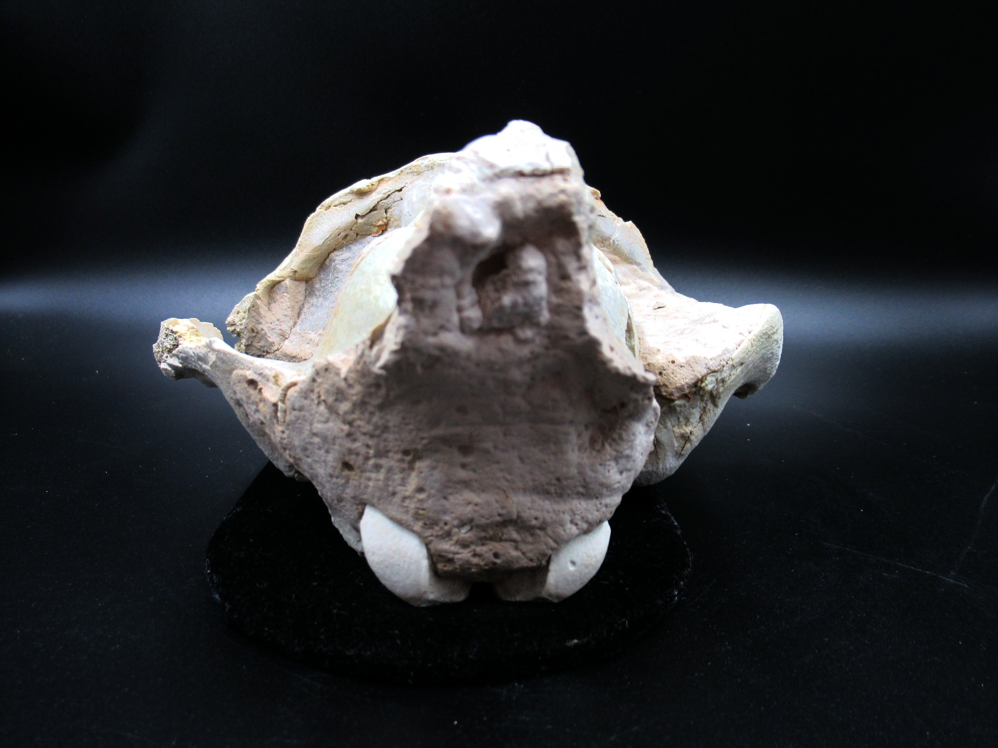 Wyoming Oligocene Oreodont Skull 27c | Fossils for Sale Genuine Oligocene Age Oreodont Skull Fossil for Sale from Wyoming #27c