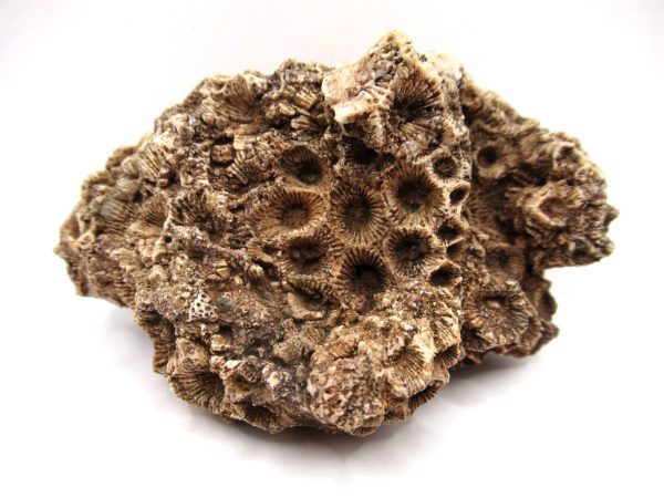 General Devonian Age Hexagonaria Coral Fossils From Arizona For Sale #5
