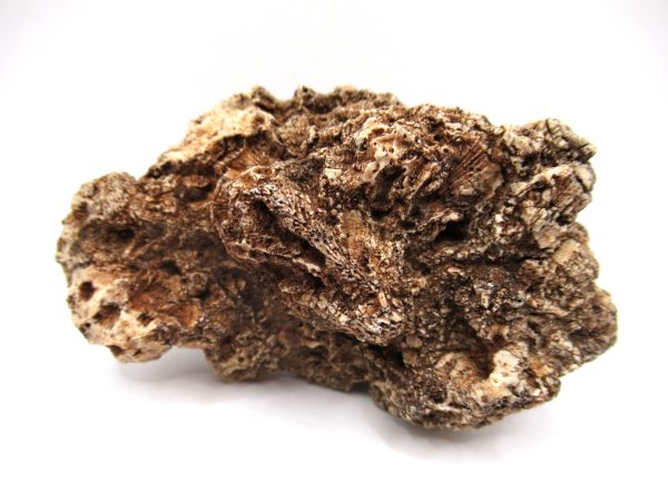 General Devonian Age Hexagonaria Coral Fossils From Arizona For Sale #5a