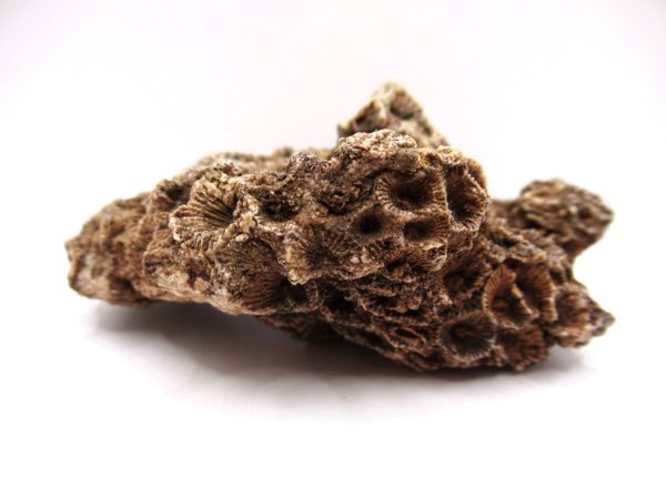 General Devonian Age Hexagonaria Coral Fossils From Arizona For Sale #5b