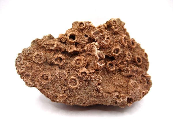 General Devonian Age Pachyphyllum Coral Fossils From Arizona For Sale #2