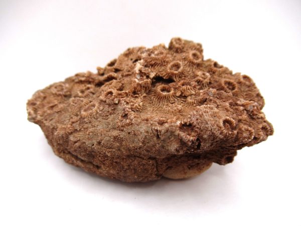 General Devonian Age Pachyphyllum Coral Fossils From Arizona For Sale #2b