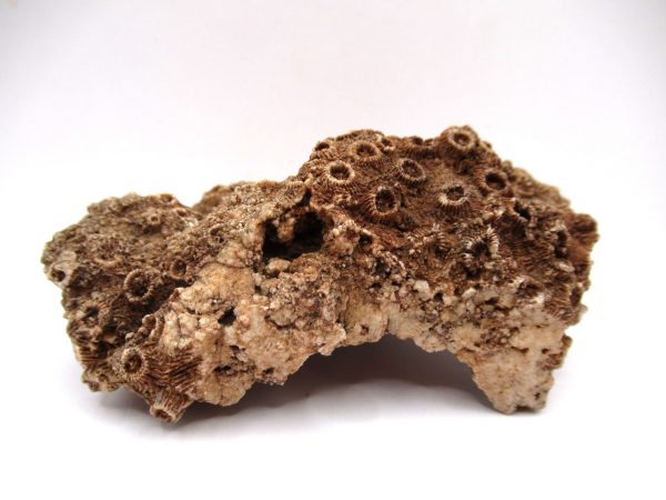 General Devonian Age Pachyphyllum Coral Fossils From Arizona For Sale #5b