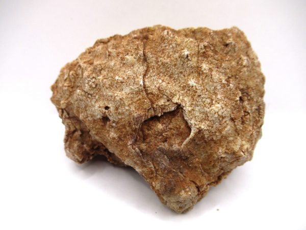 General Devonian Age Stromatopora Coral Fossils From Arizona For Sale #1