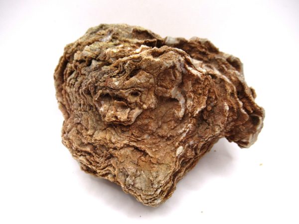 General Devonian Age Stromatopora Coral Fossils From Arizona For Sale #1a