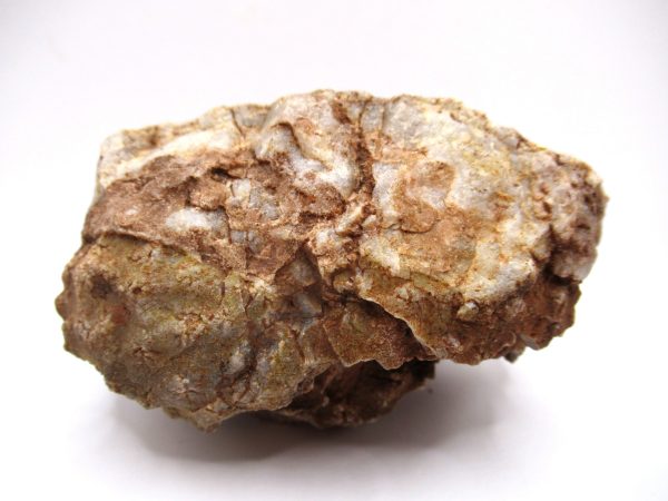 General Devonian Age Stromatopora Coral Fossils From Arizona For Sale #1b