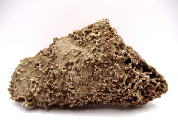 General Devonian Age Syringopora Coral Fossils From Arizona For Sale #1