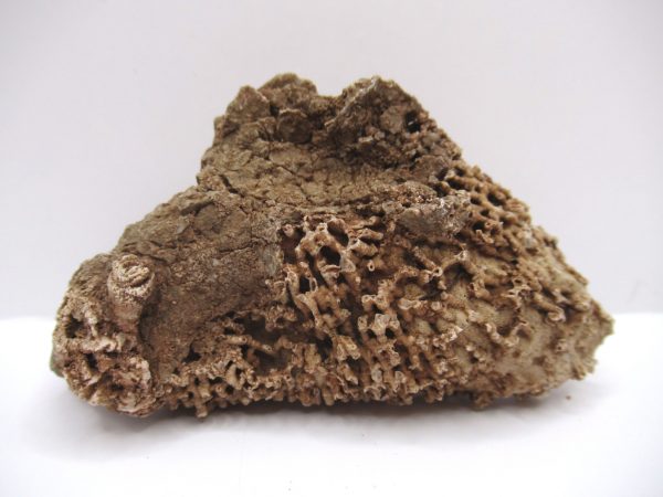 General Devonian Age Syringopora Coral Fossils From Arizona For Sale #1a