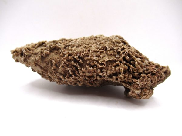 General Devonian Age Syringopora Coral Fossils From Arizona For Sale #1b