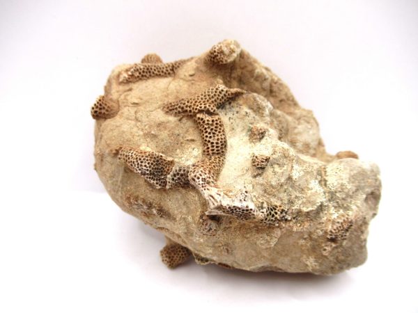 General Devonian Age Thamnopora Coral Fossils From Arizona For Sale #1a