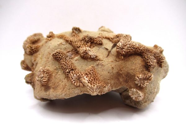General Devonian Age Thamnopora Coral Fossils From Arizona For Sale #1b