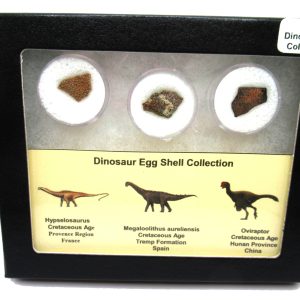 Genuine Cretaceous 3 Dinosaur Egg Shell Fossils For Sale #1