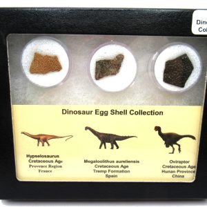 Genuine Cretaceous 3 Dinosaur Egg Shell Fossils For Sale #2