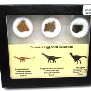 Genuine Cretaceous 3 Dinosaur Egg Shell Fossils For Sale #3