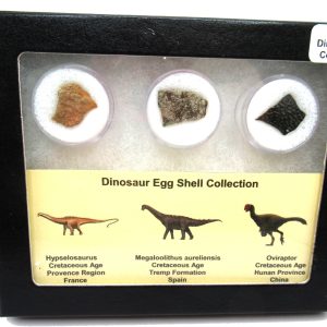 Genuine Cretaceous 3 Dinosaur Egg Shell Fossils For Sale #4