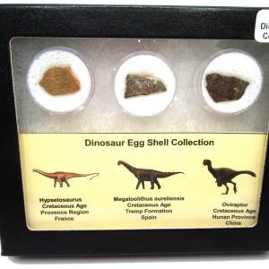 Genuine Cretaceous 3 Dinosaur Egg Shell Fossils For Sale #5