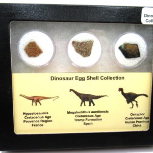 Genuine Cretaceous 3 Dinosaur Egg Shell Fossils For Sale #6