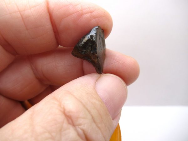 Genuine Cretaceous Triceratops Tooth Fossils for Sale from South Dakota #13a