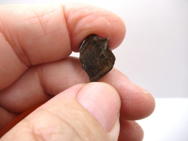 Genuine Cretaceous Triceratops Tooth Fossils for Sale from South Dakota #13b