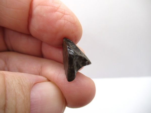 Genuine Cretaceous Triceratops Tooth Fossils for Sale from South Dakota #13c