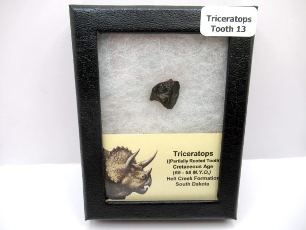 Genuine Cretaceous Triceratops Tooth Fossils for Sale from South Dakota #13d