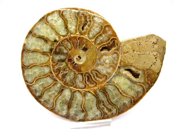 General Cretaceous Age Cleoniceras XL Pair Fossils From Madagascar For Sale #65
