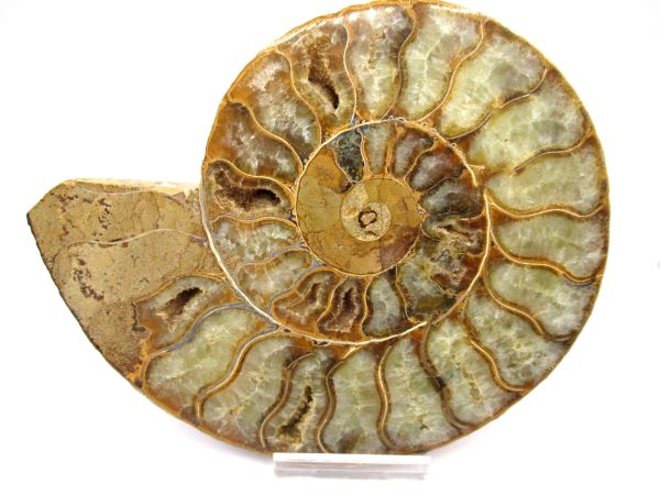 General Cretaceous Age Cleoniceras XL Pair Fossils From Madagascar For Sale #65a